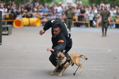 Celebración del Día de las Fuerzas Armadas en Valladolid.- MINISTERIO DE DEFENSA