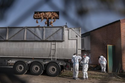 Retirada de los cadáveres de las gallinas afectadas por el brote de gripe aviar en en Íscar (Valladolid). GREENPEACE