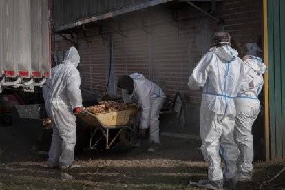 Otro momento de la retirada de cadáveres de la granja de Íscar en Valladolid. GREENPEACE
