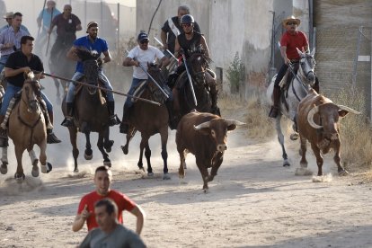Fotografías del encierro mixto de Medina del Campo.-  PHOTOGENIC / SERGIO BORJA