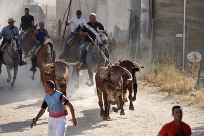 Fotografías del encierro mixto de Medina del Campo.-  PHOTOGENIC / SERGIO BORJA