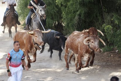Fotografías del encierro mixto de Medina del Campo.-  PHOTOGENIC / SERGIO BORJA