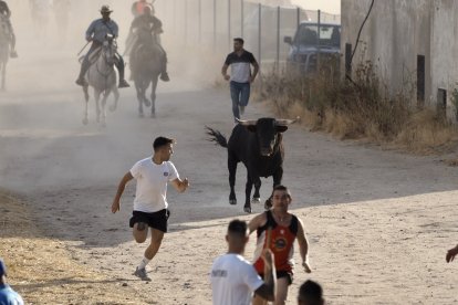 Fotografías del encierro mixto de Medina del Campo.-  PHOTOGENIC / SERGIO BORJA