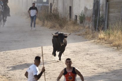 Fotografías del encierro mixto de Medina del Campo.-  PHOTOGENIC / SERGIO BORJA