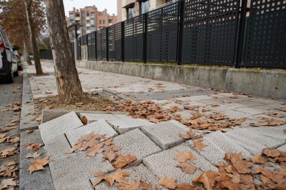 Pavimento levantado por el empuje de las raíces.- J.M. LOSTAU