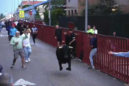 Cuarto encierro de las fiestas de La Flecha. J.M. LOSTAU