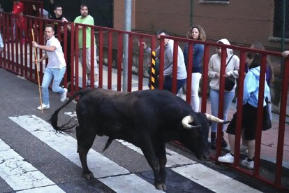 Cuarto encierro de las fiestas de La Flecha. J.M. LOSTAU