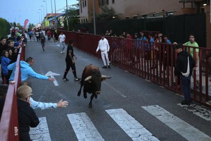 Cuarto encierro de las fiestas de La Flecha. J.M. LOSTAU
