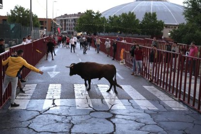 Cuarto encierro de las fiestas de La Flecha. J.M. LOSTAU