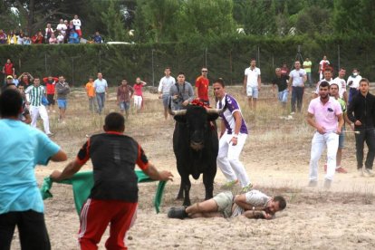 'Elegido' junto a uno de los corneados en el Torneo del Toro de la Vega de Tordesillas (Valladolid)