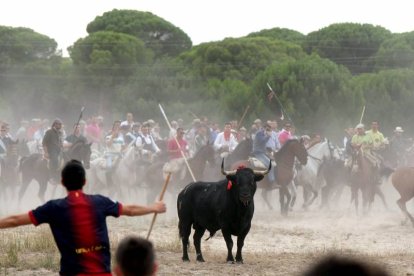 Torneo del Toro de la Vega de Tordesillas (Valladolid)