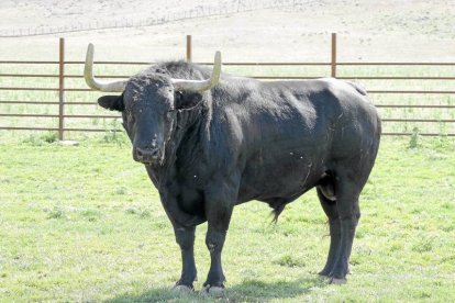El ejemplar 'Elegido' para el torneo del Toro de Vega