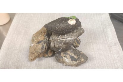 'Tigre de Roca' El Mercao en Navarra.