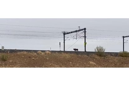 Un toro del encierro de Medina del Campo se pasea por las vías del AVE Madrid-Galicia. JACI NAVAS / GREMIOS MEDINA