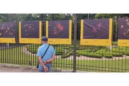 Un hombre contempla las fotografías de Treviño. | E. M.