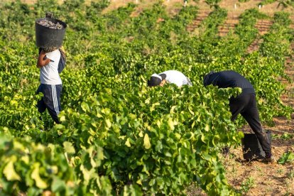 Fin de vendimia en la DO Cigales. -D.O. CIGALES