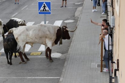 Toro de la vendimia. PHOTOGENIC/CARLOS LLORENTE