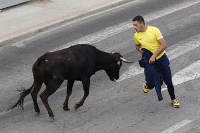 Toro de la vendimia. PHOTOGENIC/CARLOS LLORENTE