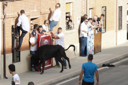 Toro de la vendimia. PHOTOGENIC/CARLOS LLORENTE