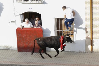 Toro de la vendimia. PHOTOGENIC/CARLOS LLORENTE