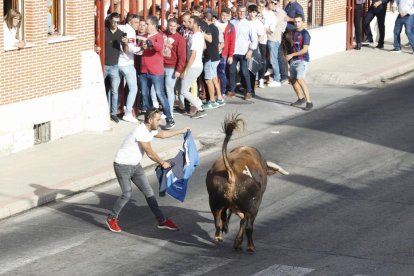 Toro de la vendimia. PHOTOGENIC/CARLOS LLORENTE