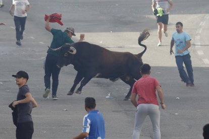 Toro de la vendimia. PHOTOGENIC/CARLOS LLORENTE