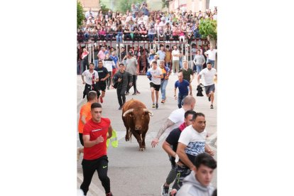 Segundo encierro de la Fiesta del Verdejo de La Seca.- J.M. LOSTAU