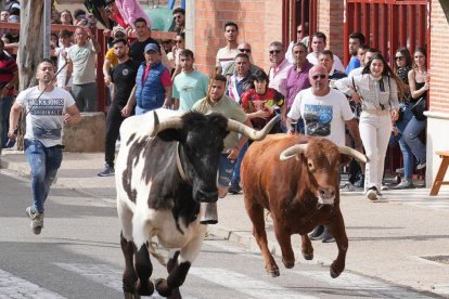 Segundo encierro de la Fiesta del Verdejo de La Seca.- J.M. LOSTAU