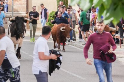Segundo encierro de la Fiesta del Verdejo de La Seca.- J.M. LOSTAU