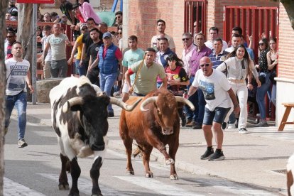 Segundo encierro de la Fiesta del Verdejo de La Seca.- J.M. LOSTAU