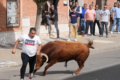 Segundo encierro de la Fiesta del Verdejo de La Seca.- J.M. LOSTAU