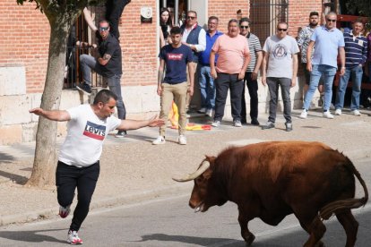 Segundo encierro de la Fiesta del Verdejo de La Seca.- J.M. LOSTAU