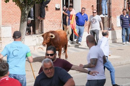 Segundo encierro de la Fiesta del Verdejo de La Seca.- J.M. LOSTAU
