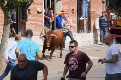 Segundo encierro de la Fiesta del Verdejo de La Seca.- J.M. LOSTAU