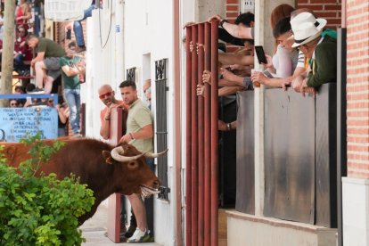Segundo encierro de la Fiesta del Verdejo de La Seca.- J.M. LOSTAU