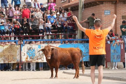 Segundo encierro de la Fiesta del Verdejo de La Seca.- J.M. LOSTAU