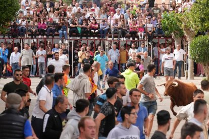 Segundo encierro de la Fiesta del Verdejo de La Seca.- J.M. LOSTAU