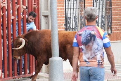 Segundo encierro de la Fiesta del Verdejo de La Seca.- J.M. LOSTAU