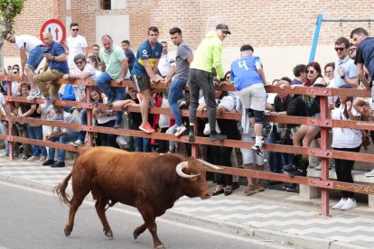 Segundo encierro de la Fiesta del Verdejo de La Seca.- J.M. LOSTAU