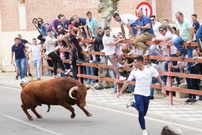 Segundo encierro de la Fiesta del Verdejo de La Seca.- J.M. LOSTAU