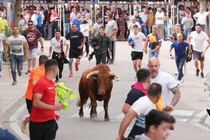Segundo encierro de la Fiesta del Verdejo de La Seca.- J.M. LOSTAU
