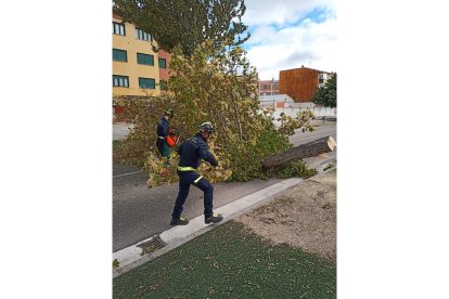 Corte de un árbol por riesgo de desprendimiento en Peñafiel. -BOMBEROS DIPUTACIÓN
