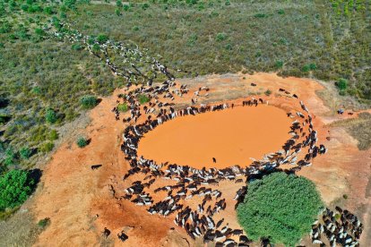 Traslado de 2000 ovejas desde Tábara a Fontanillas de Castro por falta de comida provocada por los incendios en la provincia de Zamora.- ICAL