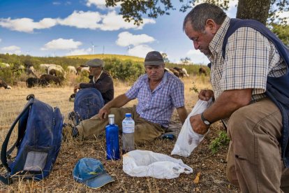 Traslado de 2000 ovejas desde Tábara a Fontanillas de Castro por falta de comida provocada por los incendios en la provincia de Zamora.- ICAL