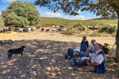 Traslado de 2000 ovejas desde Tábara a Fontanillas de Castro por falta de comida provocada por los incendios en la provincia de Zamora.- ICAL