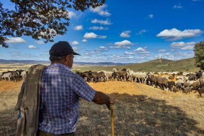 Traslado de 2000 ovejas desde Tábara a Fontanillas de Castro por falta de comida provocada por los incendios en la provincia de Zamora.- ICAL