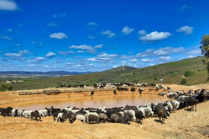 Traslado de 2000 ovejas desde Tábara a Fontanillas de Castro por falta de comida provocada por los incendios en la provincia de Zamora.- ICAL