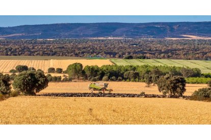 Traslado de 2000 ovejas desde Tábara a Fontanillas de Castro por falta de comida provocada por los incendios en la provincia de Zamora.- ICAL