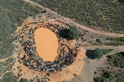 Traslado de 2000 ovejas desde Tábara a Fontanillas de Castro por falta de comida provocada por los incendios en la provincia de Zamora.- ICAL