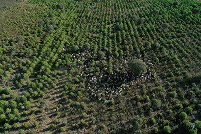 Traslado de 2000 ovejas desde Tábara a Fontanillas de Castro por falta de comida provocada por los incendios en la provincia de Zamora.- ICAL